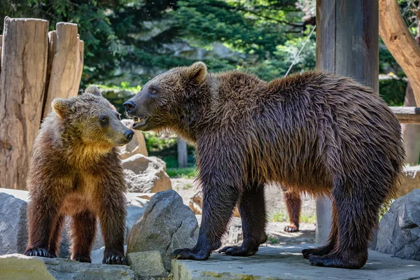 Brown Oso Cachorro Con Madre — Foto de Stock