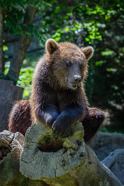 Oso Marrón Tronco Árbol — Foto de Stock