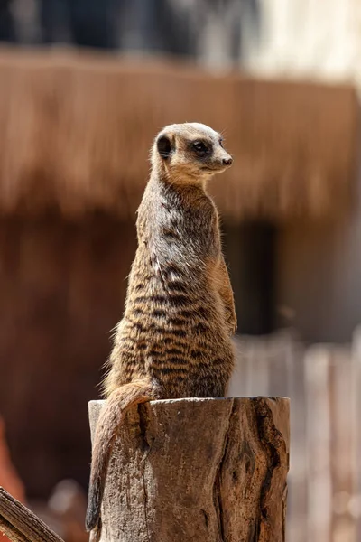 Meerkaty Pozoru Před Predátory — Stock fotografie