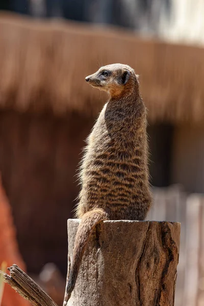 Meerkaty Pozoru Před Predátory — Stock fotografie