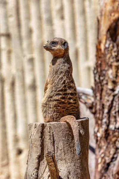 Meerkaty Pozoru Před Predátory — Stock fotografie