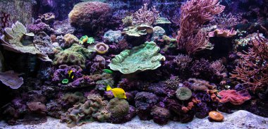 Nice coral reef aquarium moment clipart