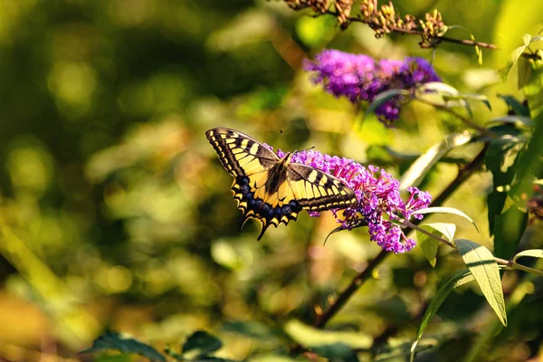 Butterfly Branch Wild Lilac — Stock Photo, Image