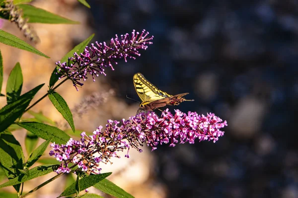 Butterfly Branch Wild Lilac — Stock Photo, Image