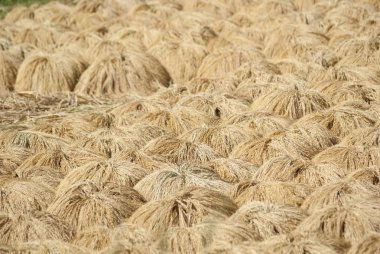 Balili pirinç güneşte kuruyor.