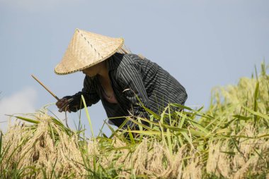 Balili pirinç köylüsü