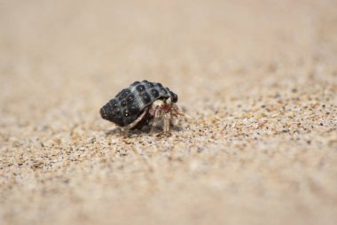 Pavurya yürüyüş.