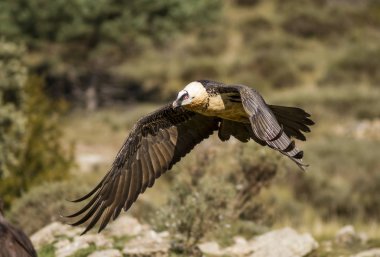 Sakallı akbaba, uçan yetişkin örnek..