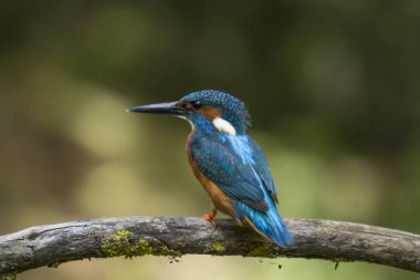 Ortak Kingfisher kuşu (Alcedo at this) bir dala tünemiştir.