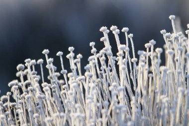 Sabahın köründe buzlu çiçekler.