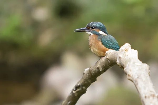 Martin-pêcheur mâle sur la branche . — Photo