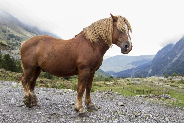 Cavalo posando nos Pirinéus . — Fotografia de Stock