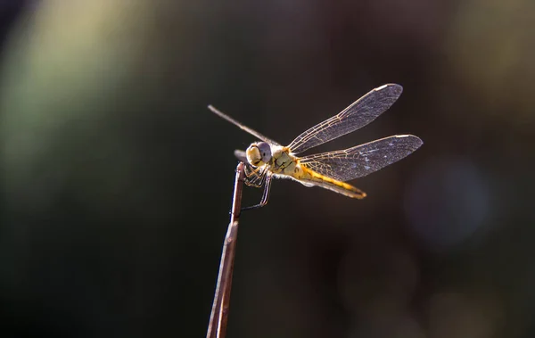 Libelle in der Sonne — Stockfoto