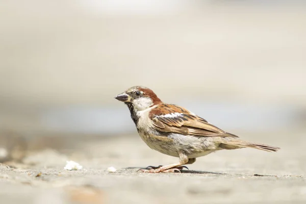 House sparrow perched in the ground. — Stock Photo, Image