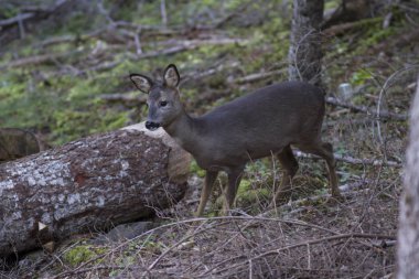 Roe geyiği ormanda yürüyor..