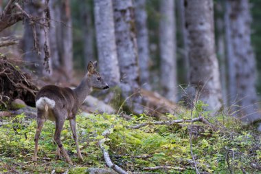 Ormanda yumurta geyiği
