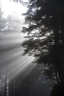 Güneş ışınları dallar arasındaki sisle oynuyor.