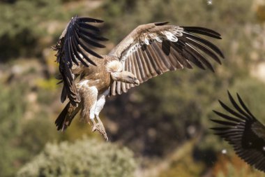 Kanatları açık Griffon akbabası.