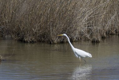 Büyük beyaz balıkçıl gölde yürüyor..