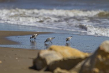 Deniz kıyısında üç kumtaşı numunesi..
