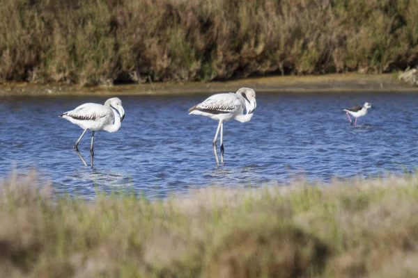 Jovens flamingos à procura de comida . — Fotografia de Stock