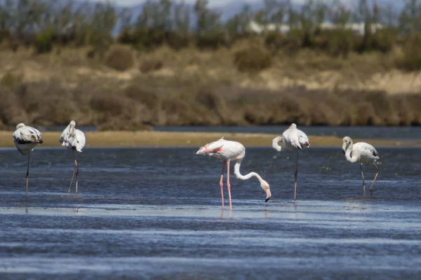 Grupo de flamingos alimentando-se em um pântano . — Fotografia de Stock