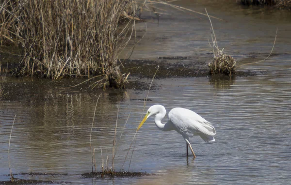 Grande branco Egret caça no lago . — Fotografia de Stock