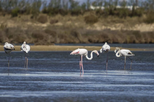 Grupo de Flamingos alimentação . — Fotografia de Stock