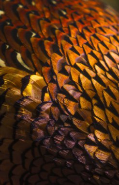 Sülün tüylerinin ayrıntıları..