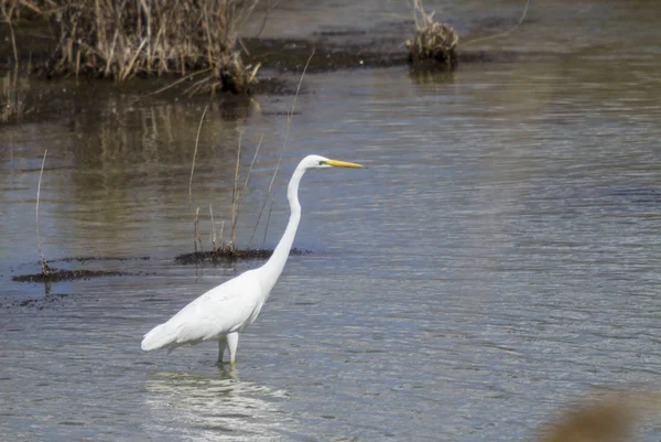 Grande branco Egret olhando uma presa . — Fotografia de Stock