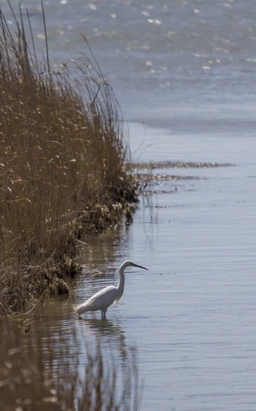 Grande branco Egret olhando uma presa no lago . — Fotografia de Stock