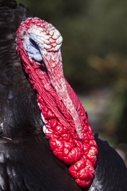 Bir erkek hindinin portresi..