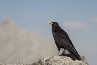 Alp çadırı bir taşın üzerinde.