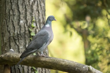 Bir dalda güvercin.