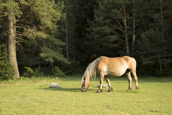 Лошадь мирно пасутся на лугу . — стоковое фото