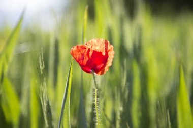 Yeşil yaz tarlasında haşhaş.