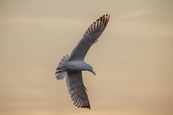 Gaivota voando em um céu dourado . — Fotografia de Stock