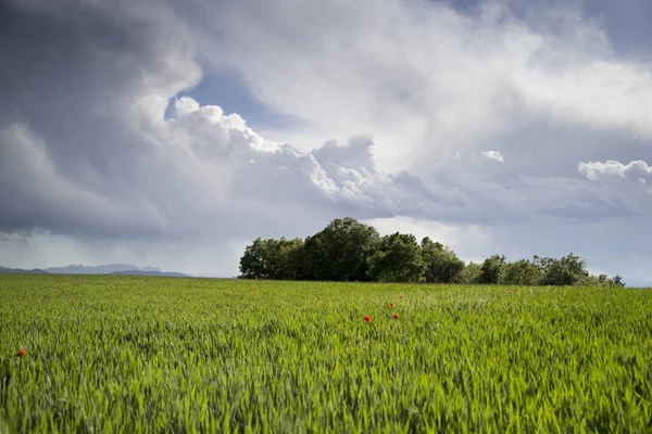 Ένα πράσινο πεδίο με παπαρούνες και μεγάλα σύννεφα. — Φωτογραφία Αρχείου