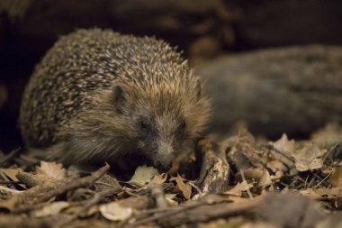 Night walk of the hedgehog clipart