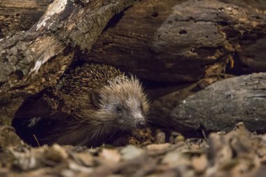 Hedgehog coming out of the burrow. clipart