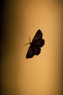 Gece kelebeği silueti dikey.