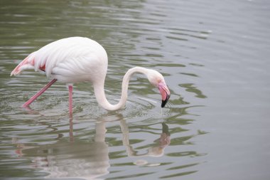 Göl suyunda beslenen pembe bir flamingo..