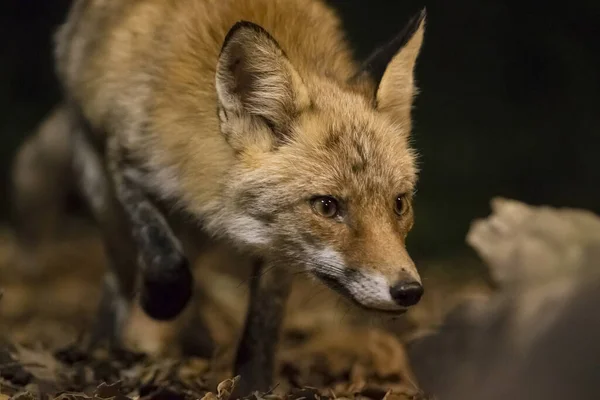 Red fox tracking the next meal at night.