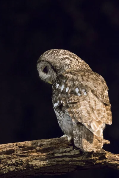 Coommon Tawny Baykuşu Geceleyin Ormanda Bir Dala Tünedi — Stok fotoğraf