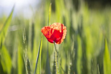 Baharın güneşli bir gününde yeşil bir tarlada kırmızı haşhaş..