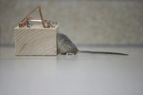 Gray Mouse Caught Trap Home — Stock Photo, Image