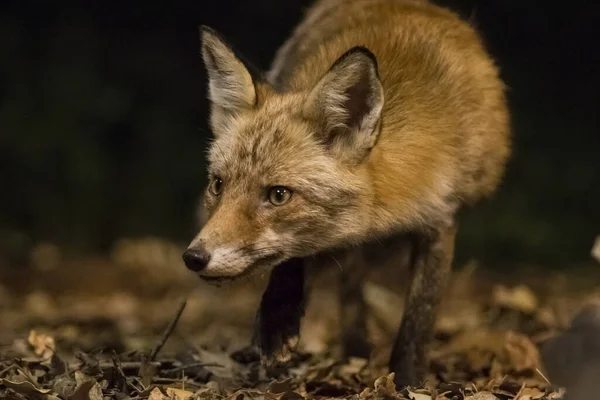 夜の森の中の赤狐像 — ストック写真