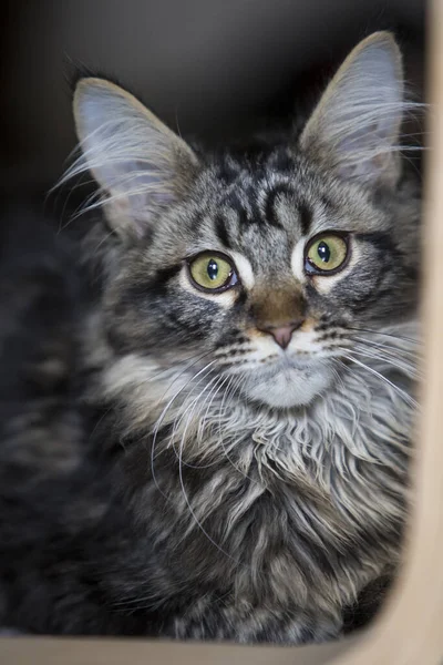 Yüzü Olan Bir Zenci Kedinin Portresi Dikey Fotoğraf Evcil Kedi — Stok fotoğraf