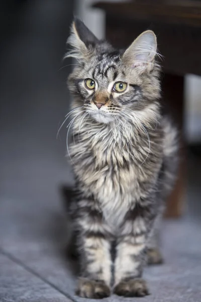 Portrait of a maine coon cat, front and whole body. Vertical photo. Concept of pet cats.
