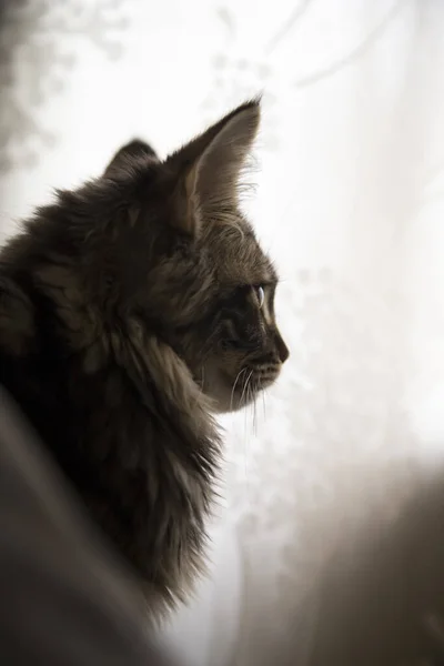 Portret Kota Profilu Białym Tłem Pionowe Zdjęcie Pojęcie Kotów Domowych — Zdjęcie stockowe